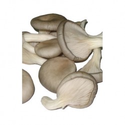 Champignons Pleurotes...