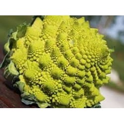 Choux Romanesco