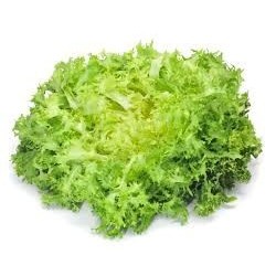 Salade Frisée x 12 pièces