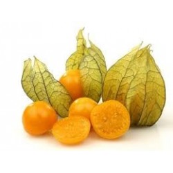 Physalis Terra